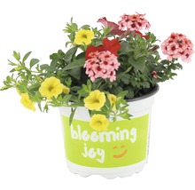 Blühende Mischpflanze im Topf