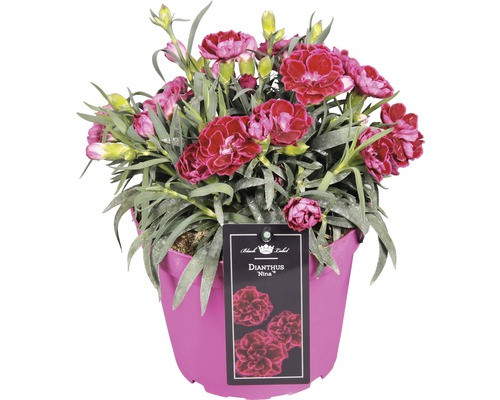 Nelke ''Dianthus Nina'' im Topf