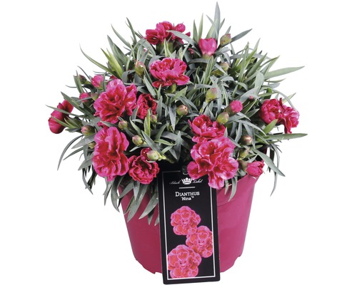 Nelke, Gartennelke FloraSelf Dianthus caryophyllus 'Nina' H 10-15 cm Ø 15 cm Topf Nelke ''Nina'' im Topf