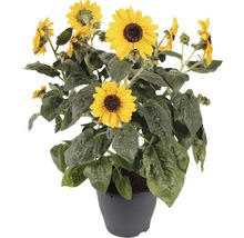 Sonnenblume im Topf