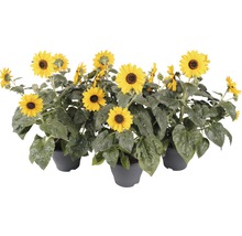 Sonnenblumen im Topf