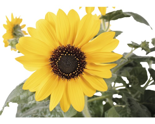 Nahaufnahme einer einzelnen gelben Sonnenblume mit grünen Blättern