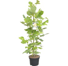 Tulpenbaum im Topf