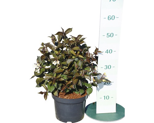 Blühende Weigelie im Topf mit Größenangabe in Zentimetern