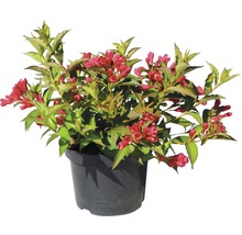 Weigelie im Topf mit roten Blüten und grünen Blättern