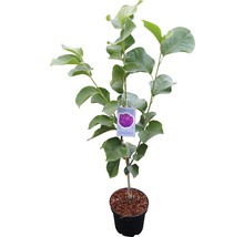 Magnolie FloraSelf Magnolia 'Black Tulip' H 100-125 cm Co 10 L