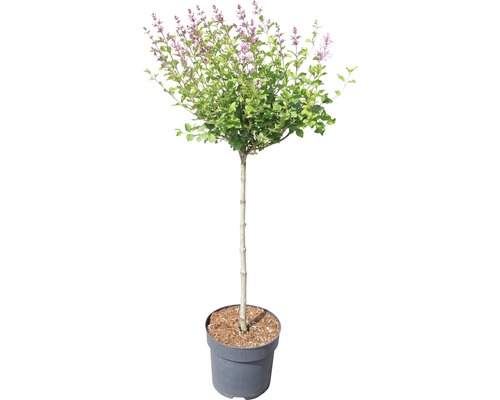 Kugel-Zwergflieder im Topf