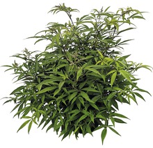 Pflanze mit grünen Blättern