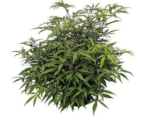 Pflanze mit grünen Blättern