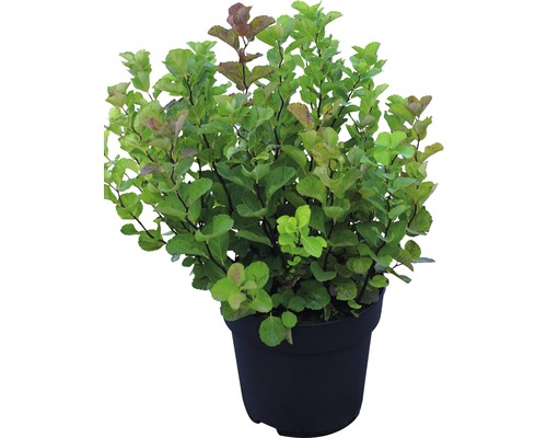 Fasanenspiere in einem Pflanztopf