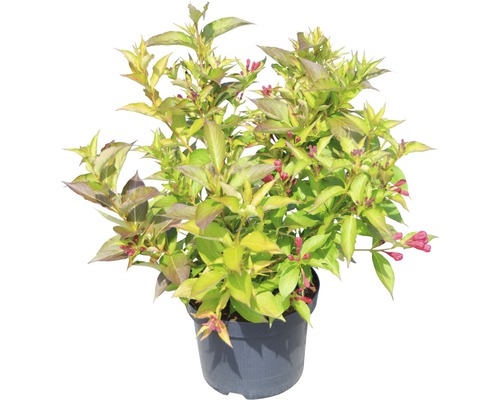 Weigelie im Topf mit grünen und rötlichen Blättern und roten Blüten