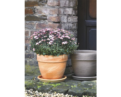 Blumentopf mit Herbstchrysanthemen auf einem Untersetzer