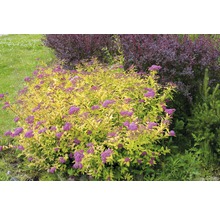 Blühender Spierstrauch mit goldgelbem Laub im Garten.