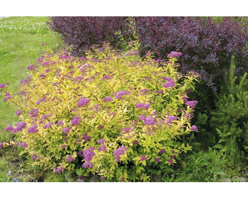 Blühender Spierstrauch mit goldgelbem Laub im Garten.