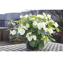 Girlanden-Hortensie FloraSelf Hydrangea Runaway Bride ® 'Snow White' H 50-60 cm Co 6 L