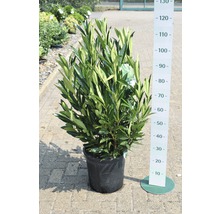 Kirschlorbeer FloraSelf Prunus laurocerasus 'Renault Ace' H 80-100 cm Co 18 L
