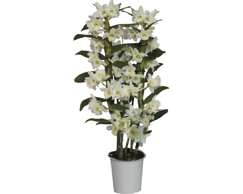 Dendrobie FloraSelf Dendrobium nobile 'Apollon' H 55-70 cm Ø 12 cm Topf 2 Rispen