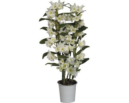 Dendrobie FloraSelf Dendrobium nobile 'Apollon' H 55-70 cm Ø 12 cm Topf 2 Rispen Dendrobium Nobile Pflanze im Topf mit weißen Blüten