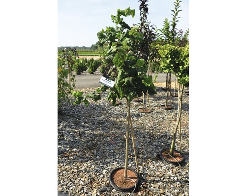 Baumhasel als Kugelbaum im Topf