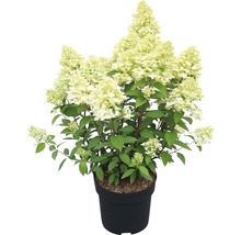 Rispenhortensie in einem Topf
