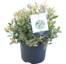 Glanzmispel Chico im Topf