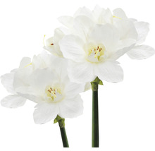 Zwei künstliche Narzissen mit weißen Blüten