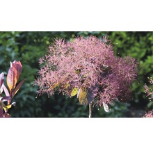 Perückenstrauch im Garten