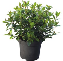 Lorbeerkirsche im Topf für den Garten