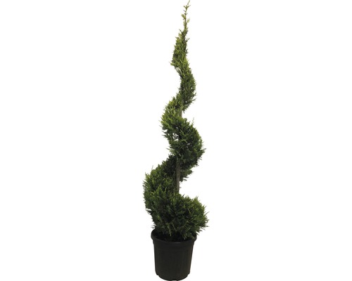 Gelbe Leyland-Zypresse Spirale FloraSelf Cupressocyparis leylandii 'Castlewellan Gold' H 175-200 cm Co 30 L