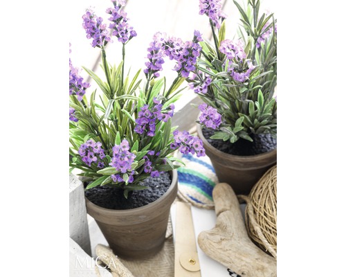 Zwei Lavendelpflanzen im Topf