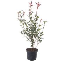 Photinia Red Robin im Topf