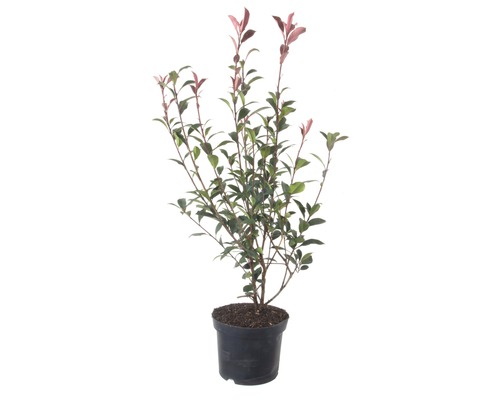 Heckenpflanze FloraSelf Glanzmispel Photinia fraseri 'Red Robin' H 80-100 cm im 5 Liter Topf ab 25 Stück auf Palette