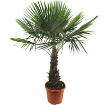 Hanfpalme im Topf für den Innen- und Außenbereich