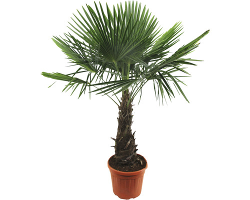 Hanfpalme im Topf für den Innen- und Außenbereich