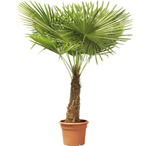 Chinesische Hanfpalme im Topf