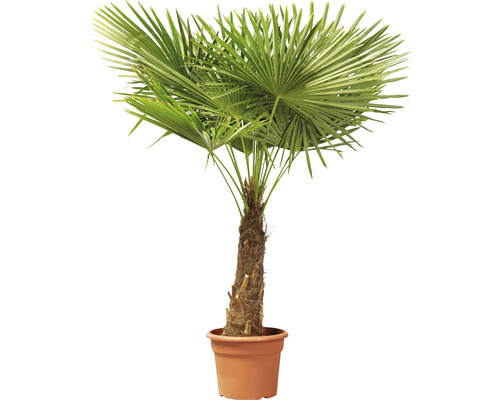 Chinesische Hanfpalme im Topf