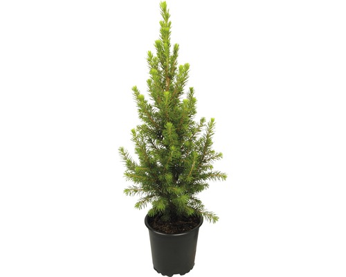 Zuckerhutfichte Zwergform Picea glauca 'Conica Perfecta' H ca. 30 cm Ø 11 cm Topf Mini Weihnachtsbaum zur Pflanzung geeignet Zuckerhutfichte Zwergform Picea glauca 'Conica Perfecta' H ca. 30 cm Ø 11 cm Topf Mini Weihnachtsbaum zur Pflanzung geeignet
