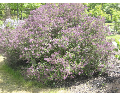 Blühender Zwergflieder im Garten.