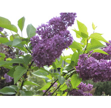 Nahaufnahme von blühendem Flieder mit grünen Blättern