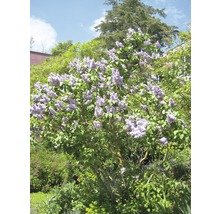Blühender Fliederbaum im Garten