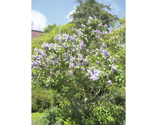 Blühender Fliederbaum im Garten