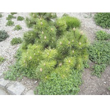 Kiefernbusch im Gartenbeet mit Kies