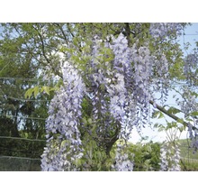 Blühende Glyzinie im Garten