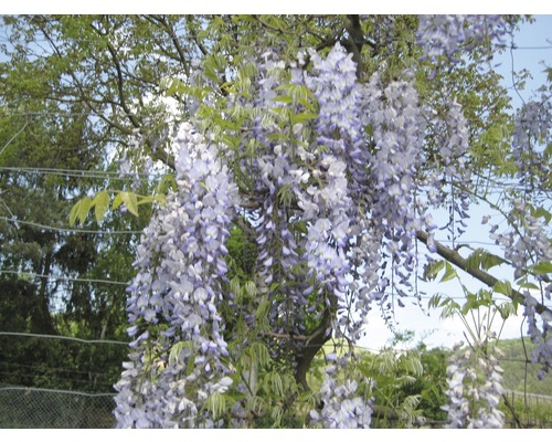 Chinesischer Blauregen 100/125 cm Blühende Glyzinie im Garten