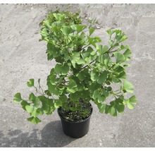 Ginkgo Biloba im Topf