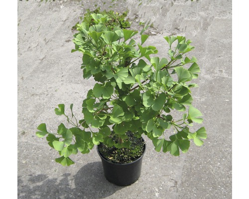 Ginkgo Biloba im Topf