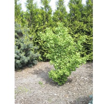 Ginkgobaum im Garten