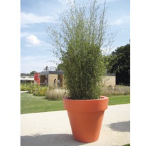 Bambus in großem Pflanztopf im Garten