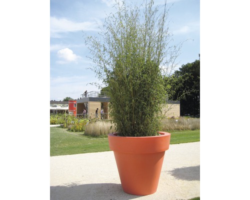 Bambus in großem Pflanztopf im Garten