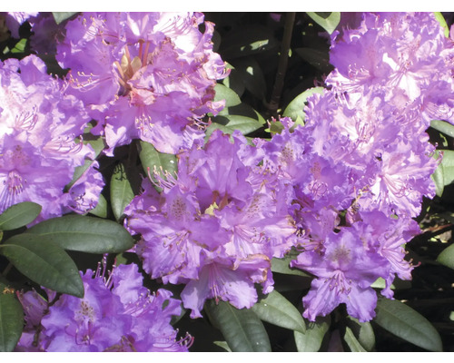 Zierstrauch Rhododendron/Alpenrose 'Alfred' 30/40 cm, im Topf